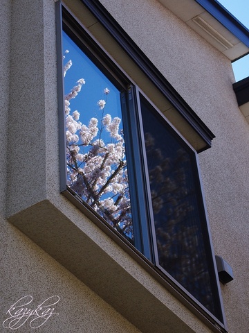 窓桜.JPG