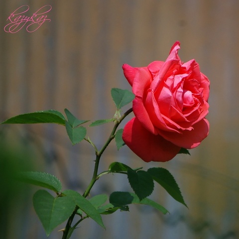 赤い薔薇.JPG